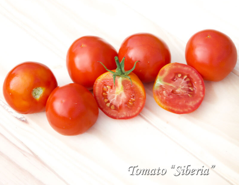 Tomato Siberia, Томат Сибирь